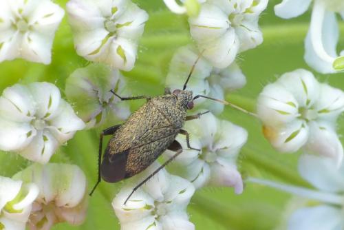 Réf. 262 122 : Lepidargyrus ancorifer